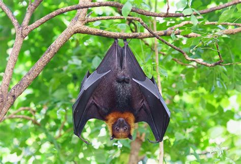 家裡飛來蝙蝠|蝙蝠資訊站 Bats information about Taiwan